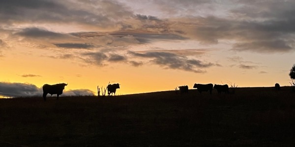 Mes del buey en El Capricho