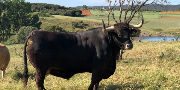 Datos curiosos sobre la raza bovina avileña