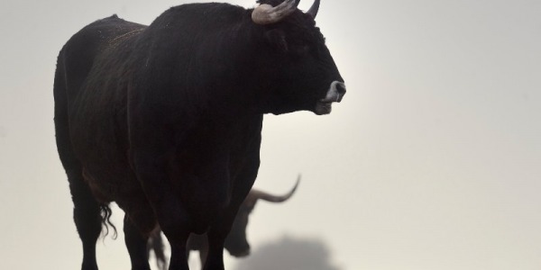 Raza bovina Sayaguesa: una raza por conocer