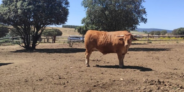 Rubia Gallega: sinónimo de calidad